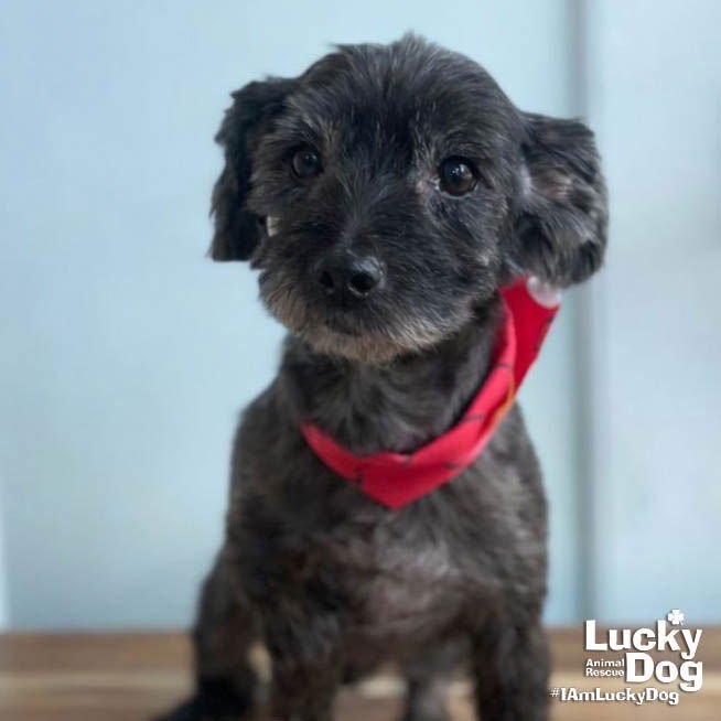 AUDREY - Shih Tzu available for adoption