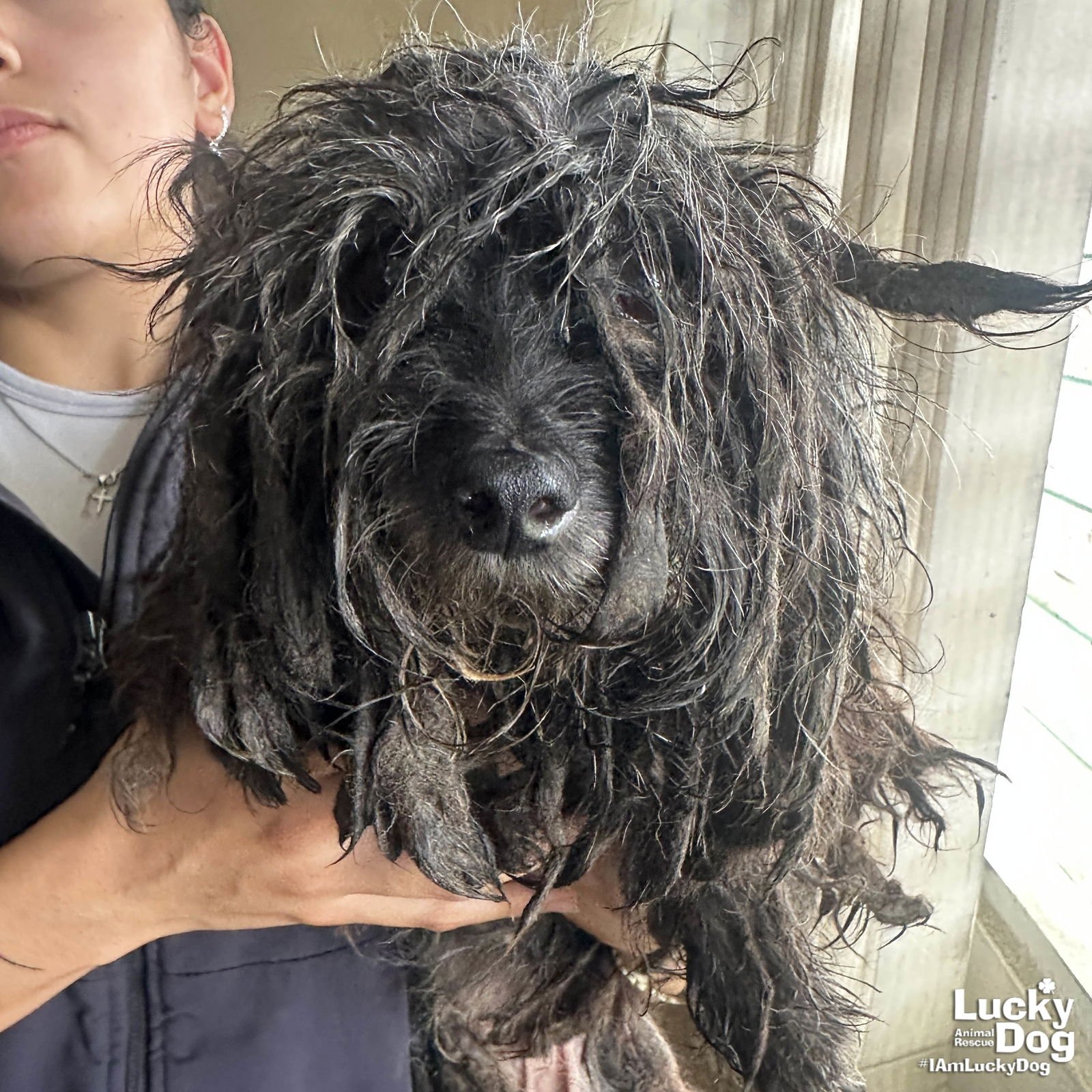 AUDREY - Shih Tzu available for adoption