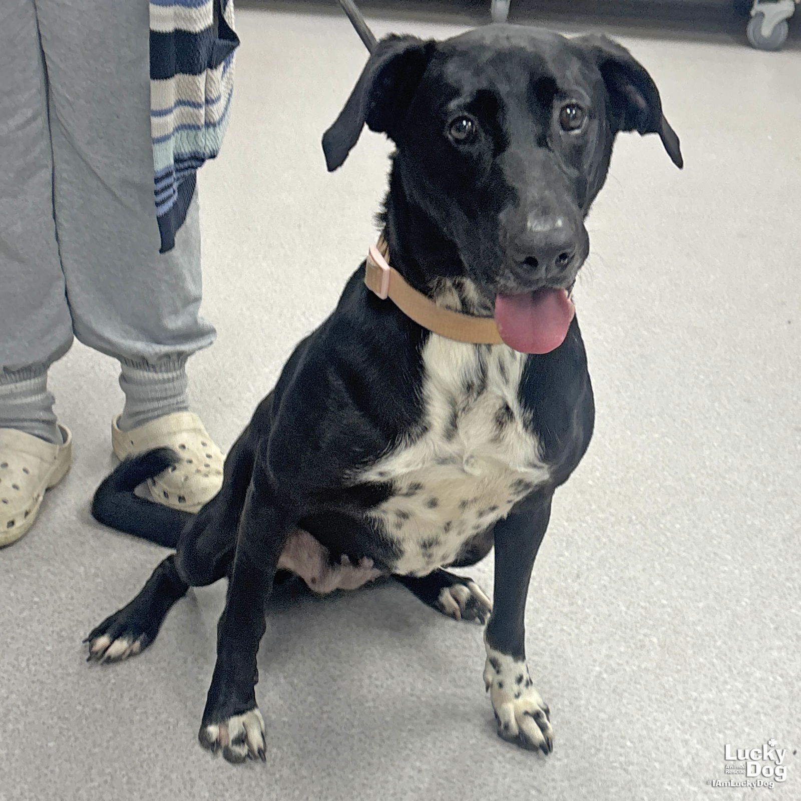 SARA - Labrador Retriever / Pointer available for adoption