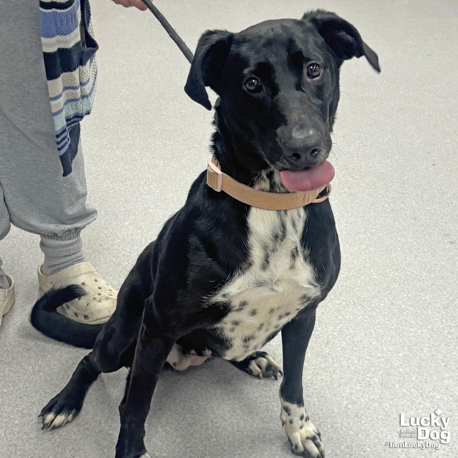 SARA - Labrador Retriever / Pointer available for adoption