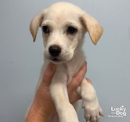 ZURI - Carolina Dog / Shepherd available for adoption