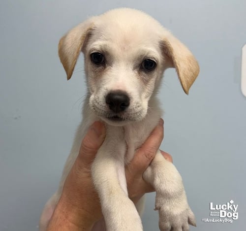 ZURI - Carolina Dog / Shepherd available for adoption