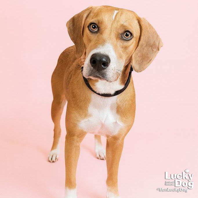 ZENA - Retriever available for adoption