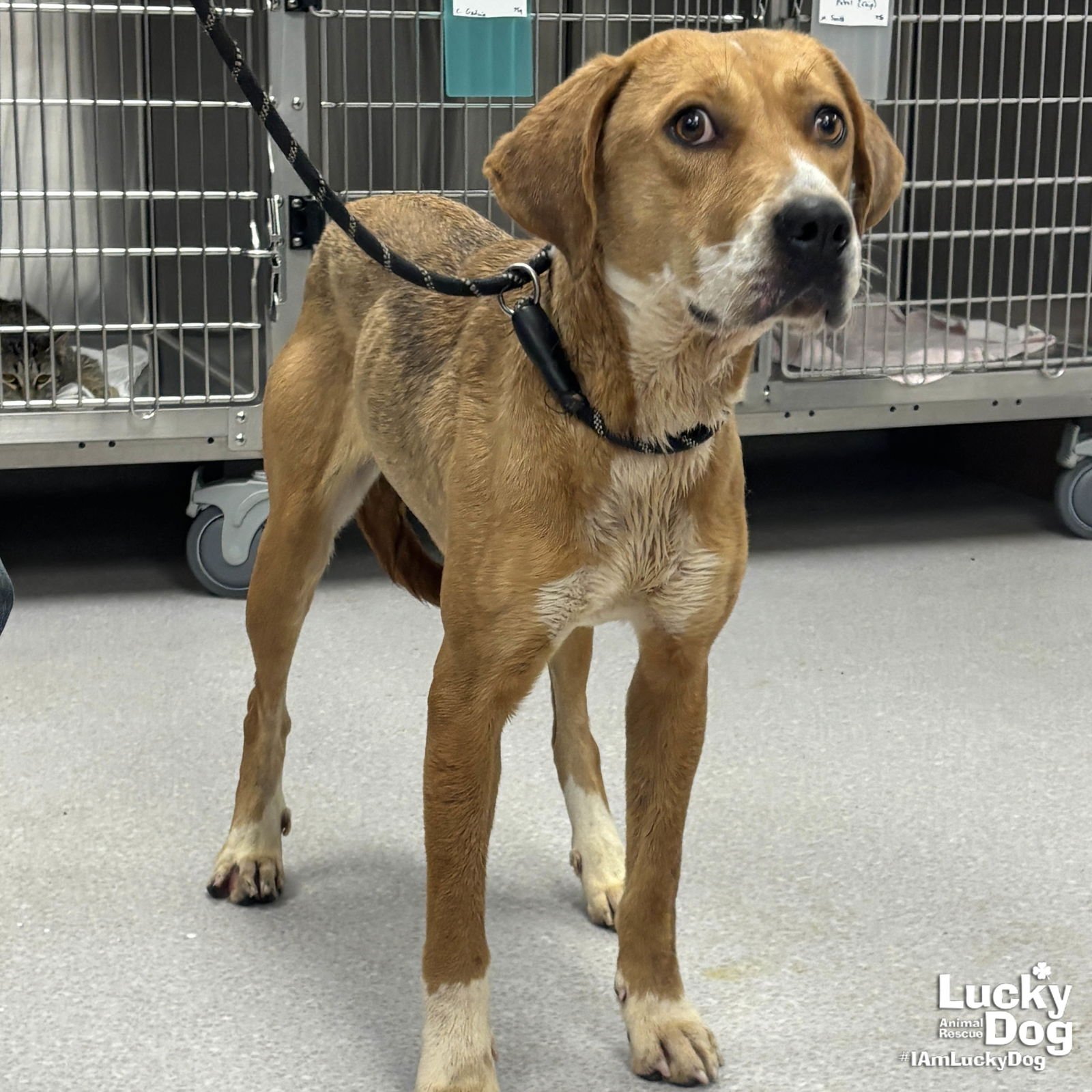 ZENA - Retriever available for adoption