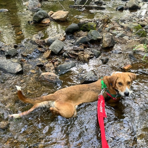ZENA - Retriever available for adoption