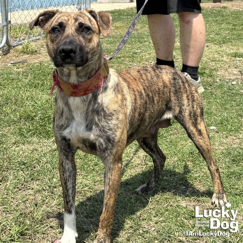 JASMINE - Retriever / Plott Hound available for adoption