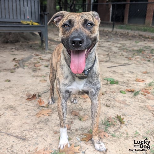 JASMINE - Retriever / Plott Hound available for adoption