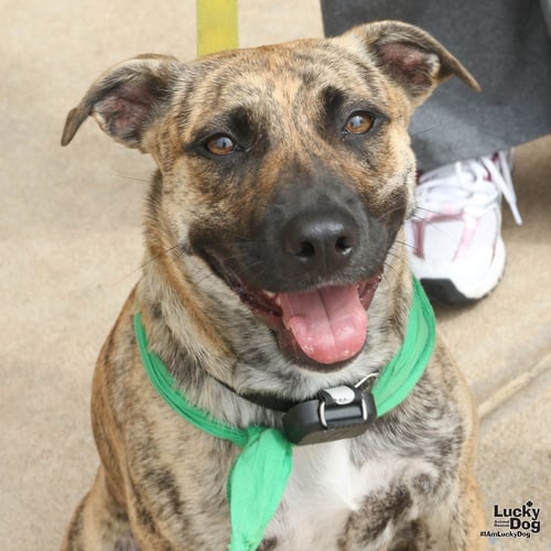 JASMINE - Retriever / Plott Hound available for adoption