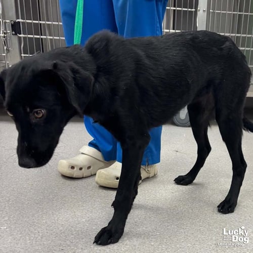 SOCIETY - Labrador Retriever available for adoption