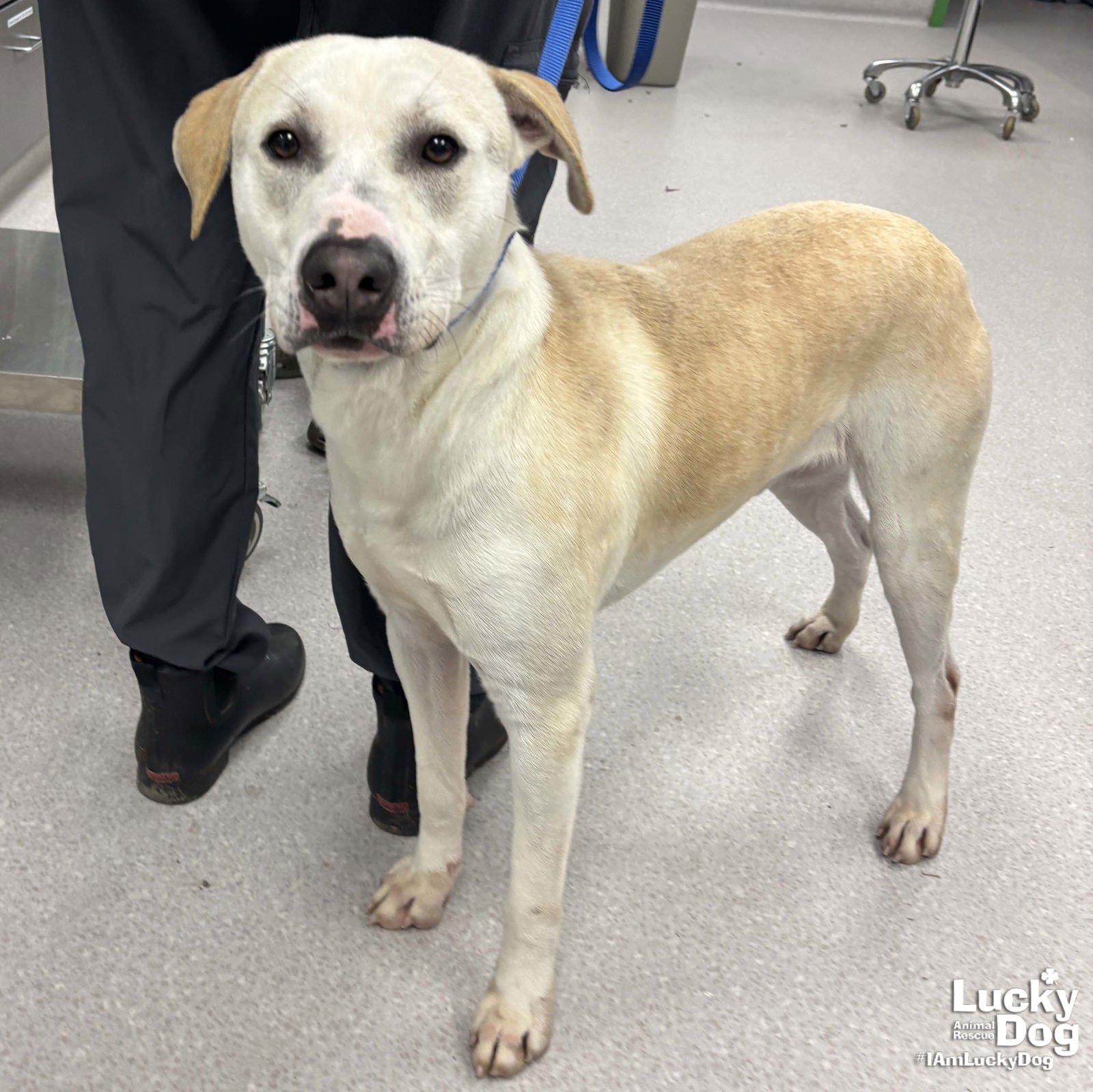 BOBO - Labrador Retriever / Shepherd available for adoption