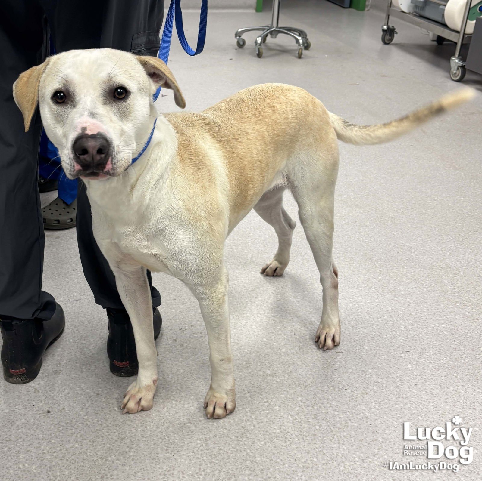 BOBO - Labrador Retriever / Shepherd available for adoption