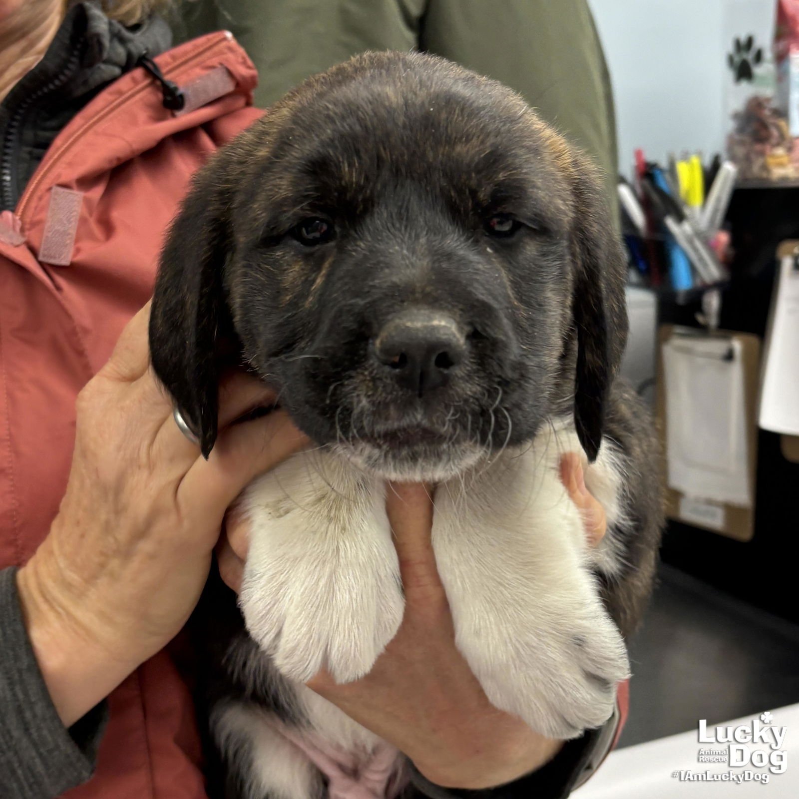 DAMION - Great Pyrenees / Labrador Retriever available for adoption