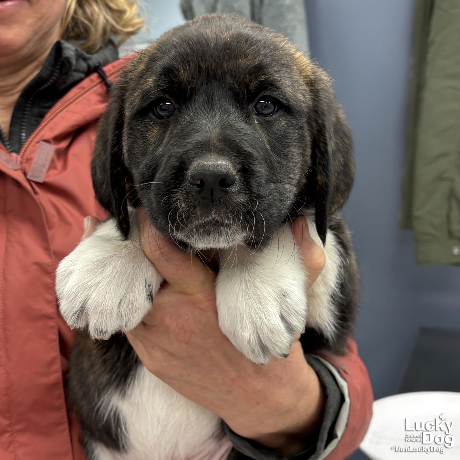 DAMION - Great Pyrenees / Labrador Retriever available for adoption