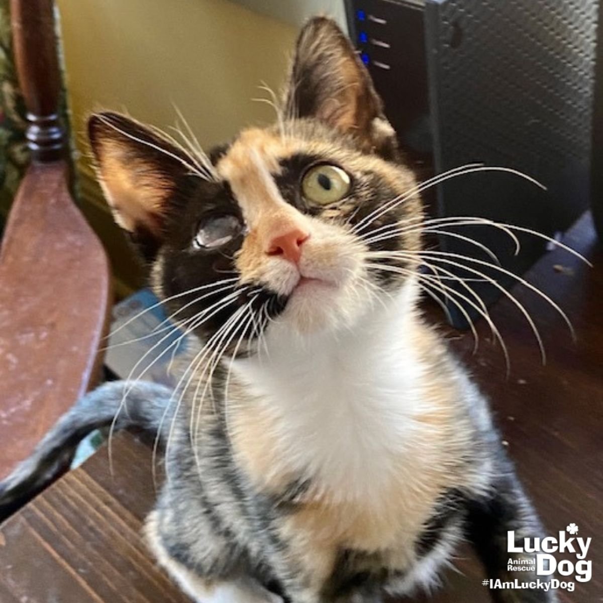 SAMARI - Domestic Medium Hair available for adoption