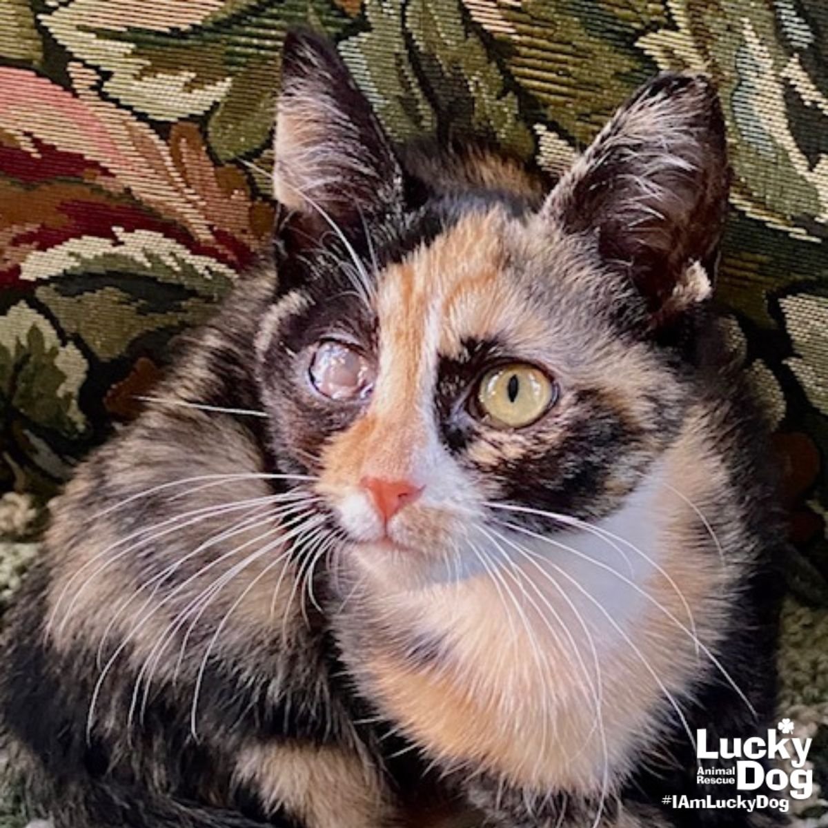 SAMARI - Domestic Medium Hair available for adoption