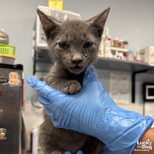 WEBSTER - Domestic Short Hair available for adoption