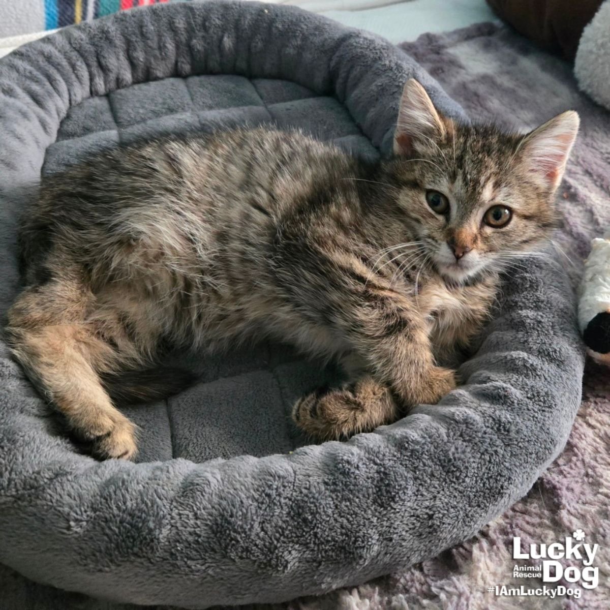 MINI MAIZIE - Domestic Short Hair available for adoption