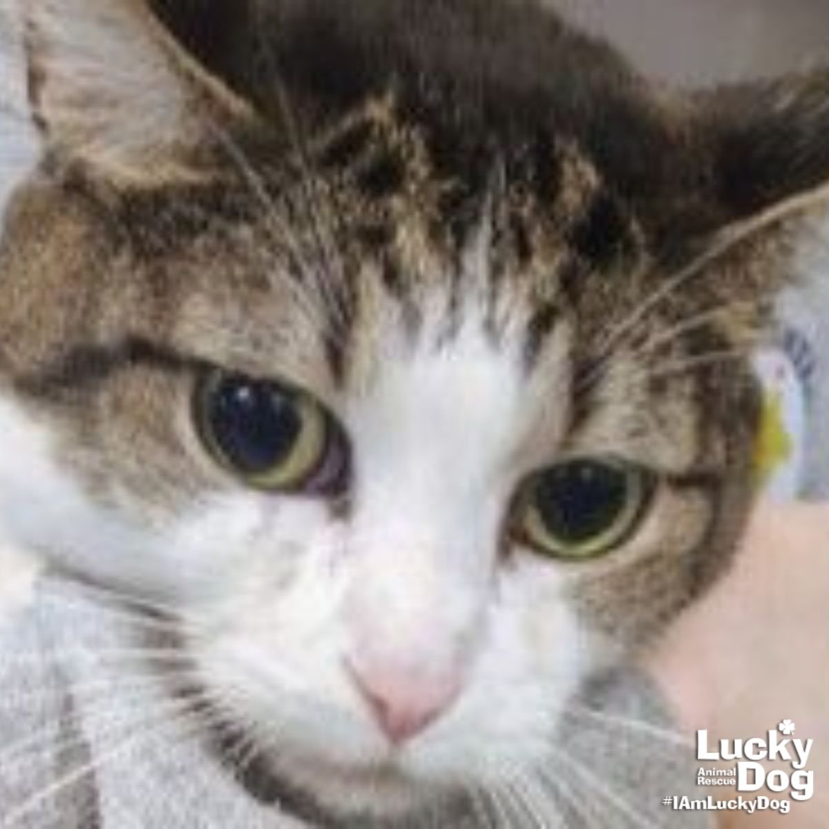 SPIKE - Domestic Short Hair available for adoption