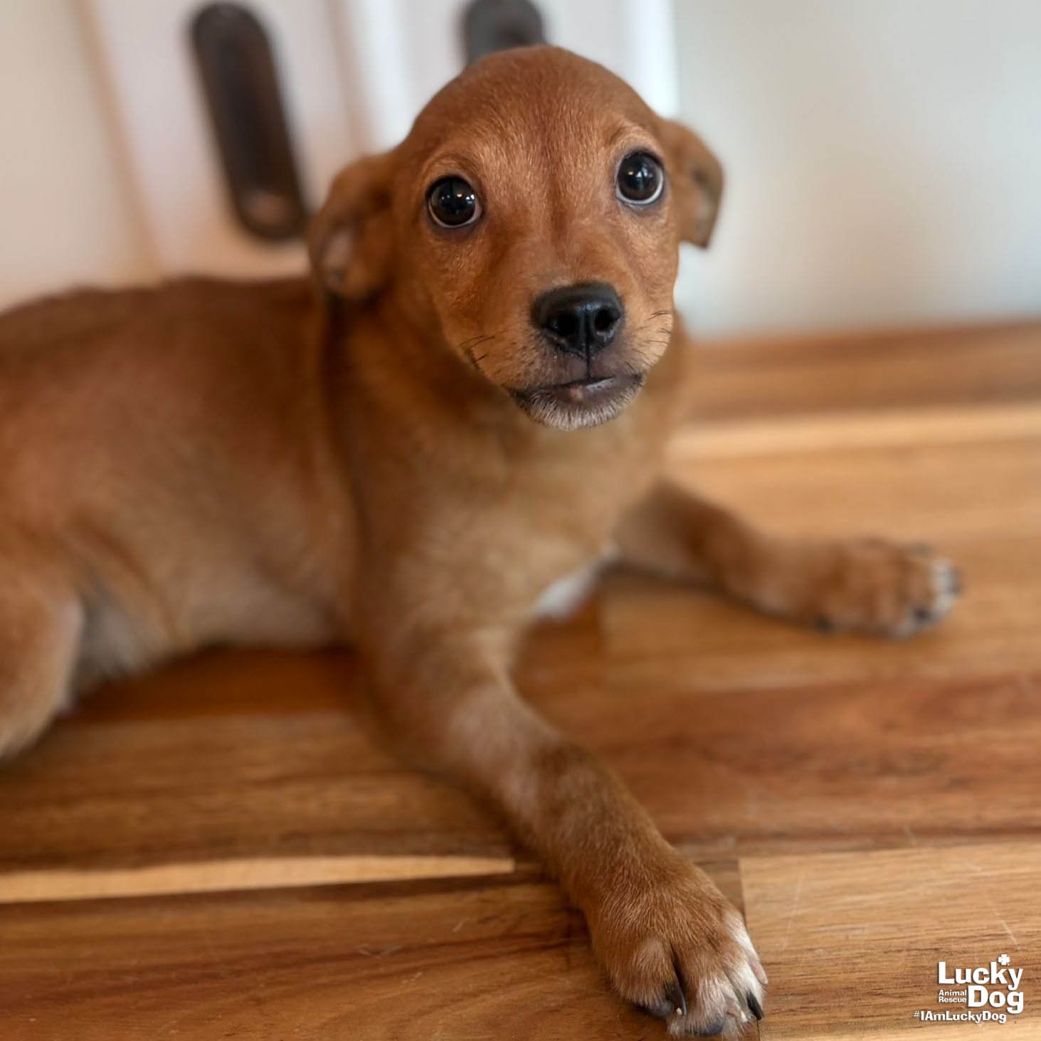 POPE - Chihuahua available for adoption