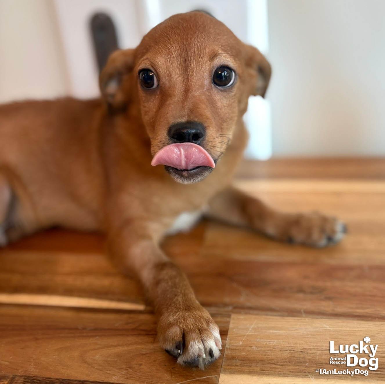 POPE - Chihuahua available for adoption