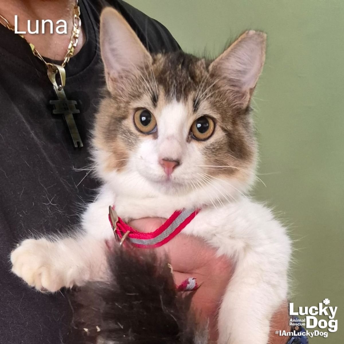 LUNA - Domestic Long Hair / Tabby available for adoption