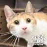 LUCI - Domestic Short Hair / Calico available for adoption