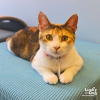 Luci - Photo 3