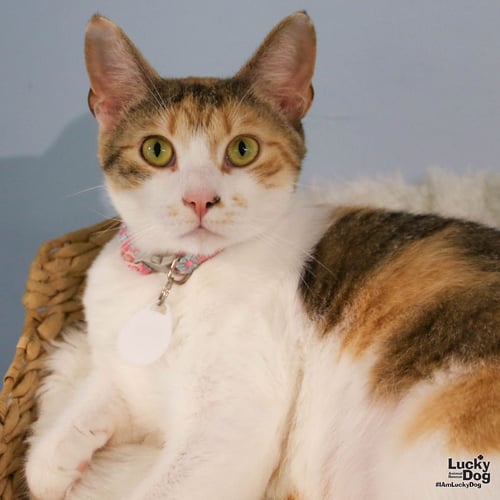 LUCI - Domestic Short Hair / Calico available for adoption