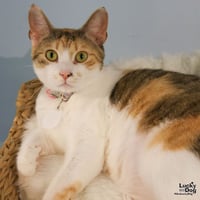 Luci - Photo 4