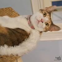 Luci - Photo 2