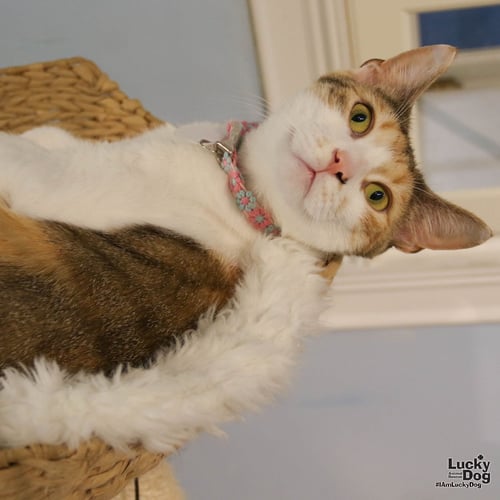 LUCI - Domestic Short Hair / Calico available for adoption