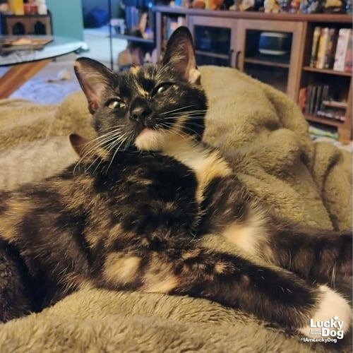 COVE - Domestic Short Hair available for adoption