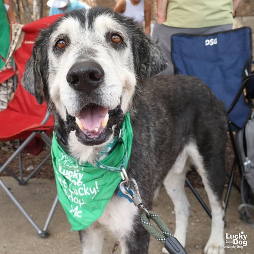 EDWARD - Labrador Retriever / Terrier available for adoption