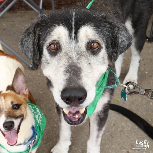 EDWARD - Labrador Retriever / Terrier available for adoption