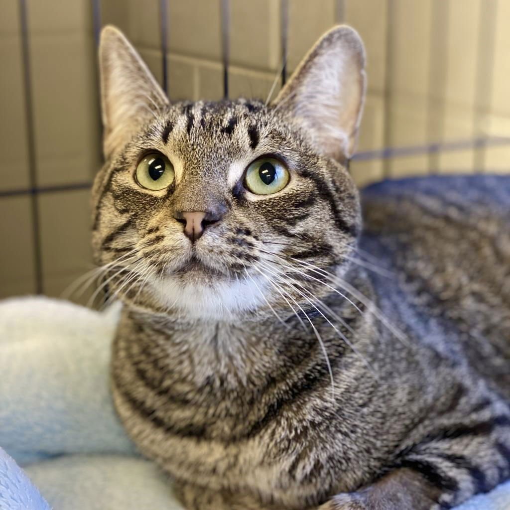 BELGIUM - Domestic Short Hair / Tabby available for adoption