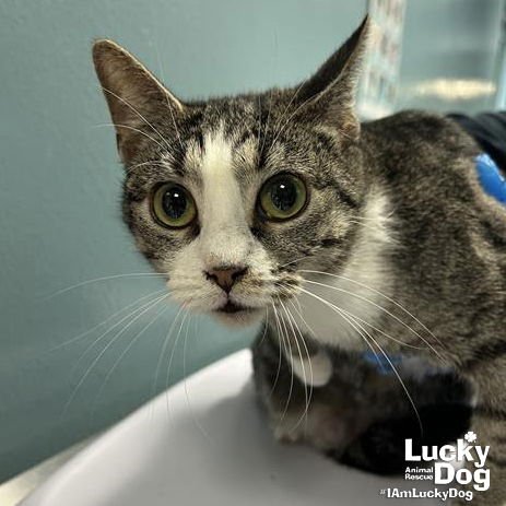 MARY - Domestic Short Hair available for adoption