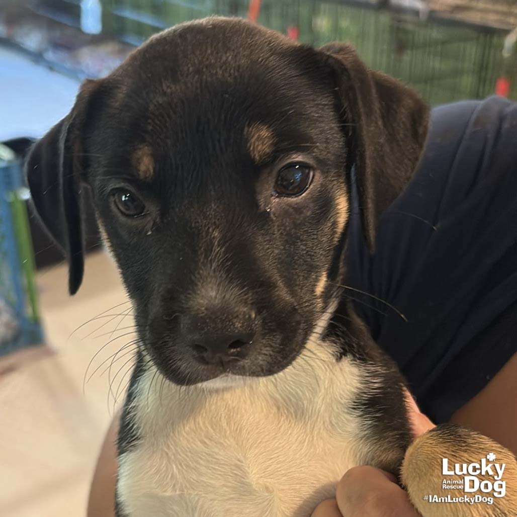 CLARA - Labrador Retriever available for adoption