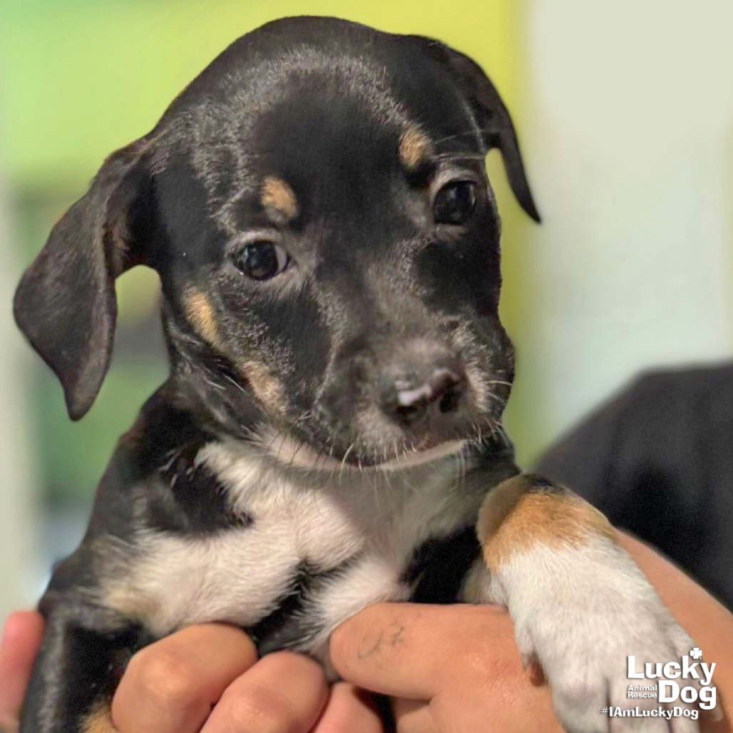 CLARA - Labrador Retriever available for adoption