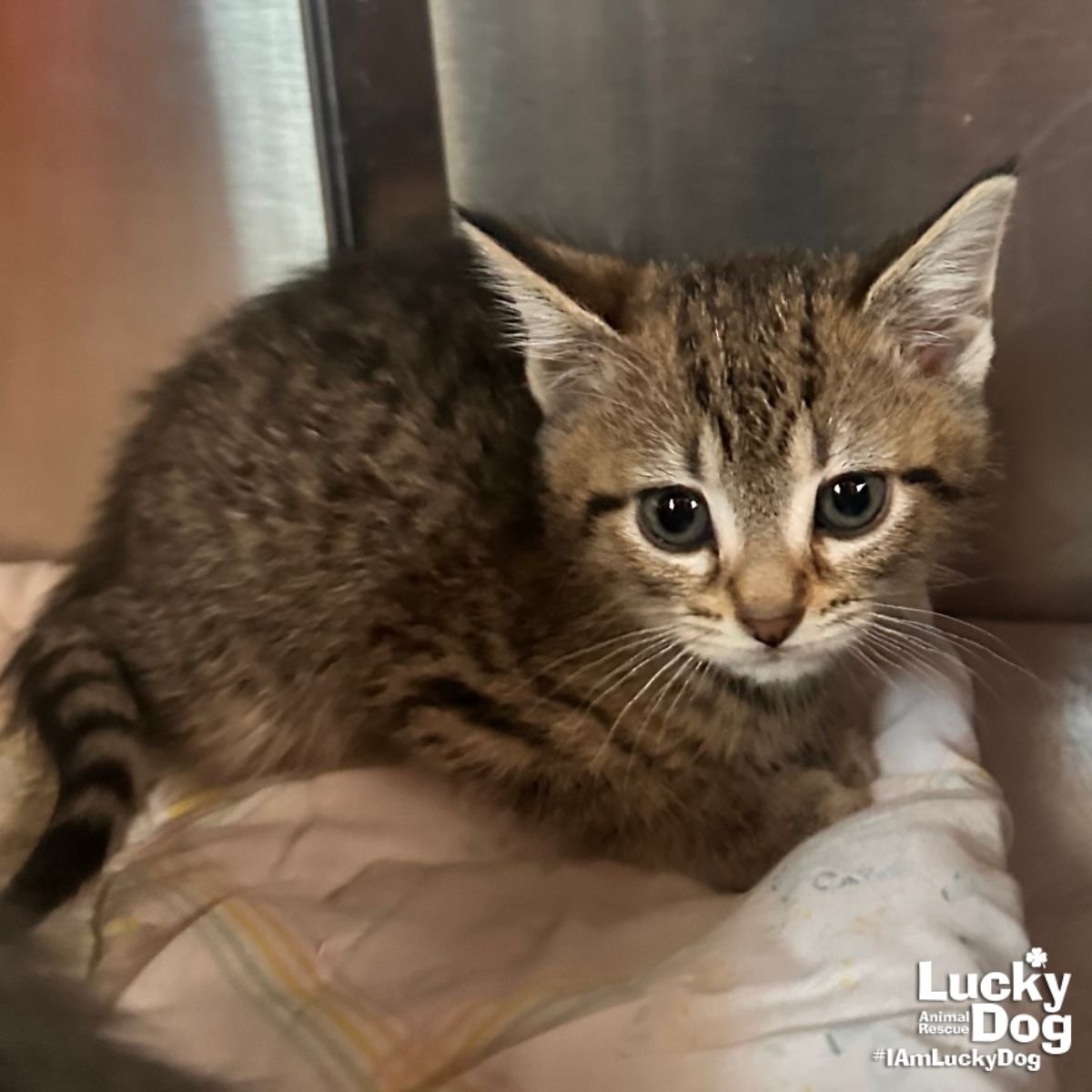 LIL THERMOSTAT - Domestic Short Hair available for adoption