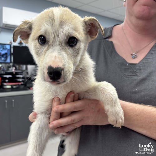 JOEY - Australian Shepherd / Shepherd available for adoption