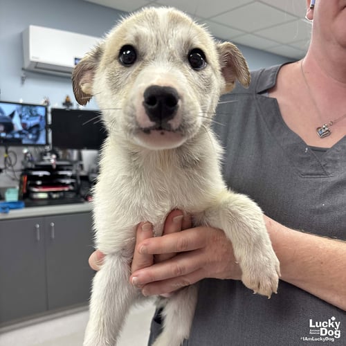 JOEY - Australian Shepherd / Shepherd available for adoption