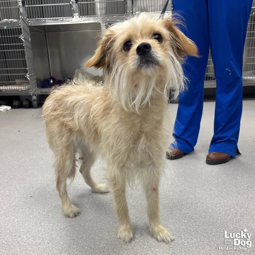 ANNABELLE - Terrier available for adoption