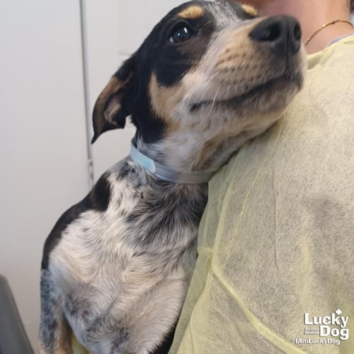 BALTO - Australian Cattle Dog/Blue Heeler / Labrador Retriever available for adoption