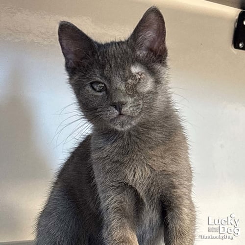 GENIE - Domestic Short Hair available for adoption