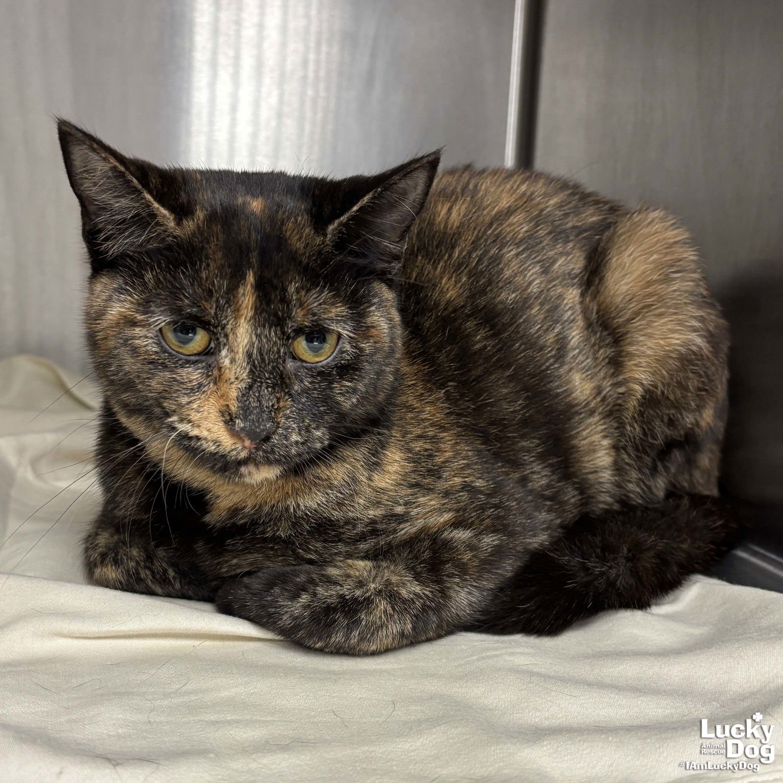 SIRACHA - Domestic Short Hair available for adoption