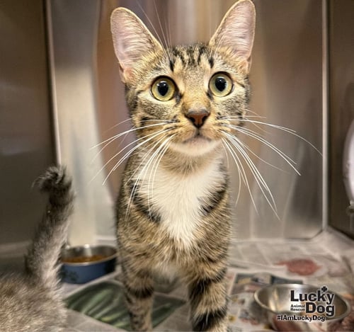 ROSEANNE - Domestic Short Hair available for adoption
