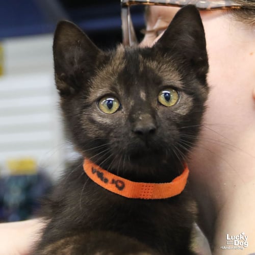 OREGON - Domestic Short Hair available for adoption