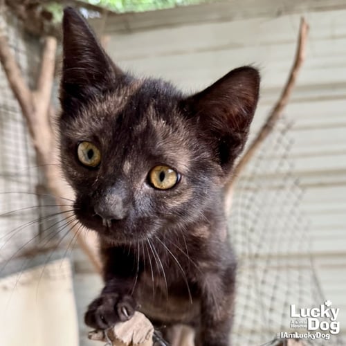 OREGON - Domestic Short Hair available for adoption