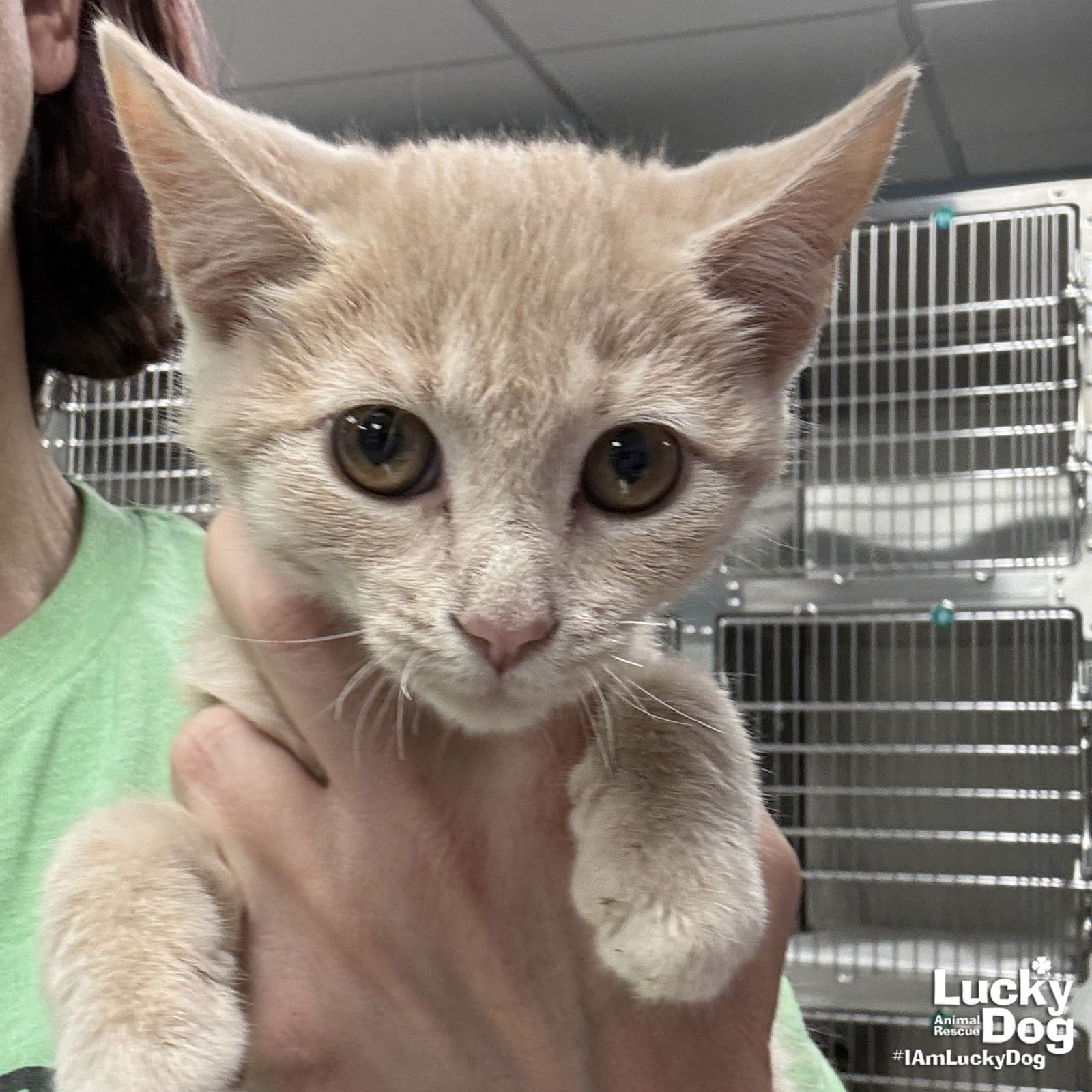 BAE - Domestic Short Hair available for adoption