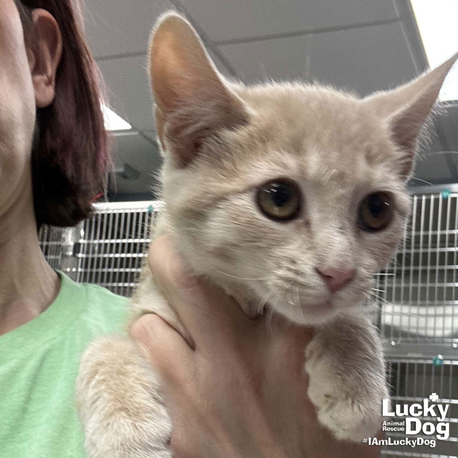 BAE - Domestic Short Hair available for adoption